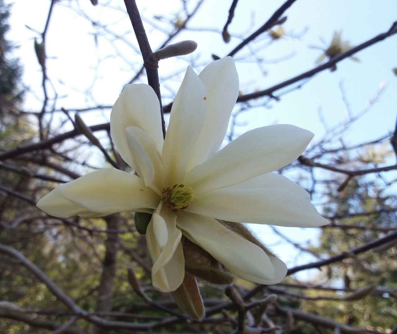 M. 'Gold Star'